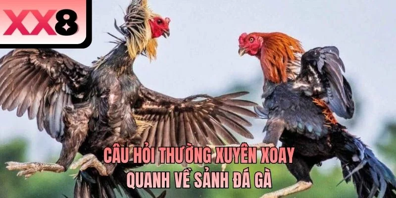 Câu hỏi thường xuyên xoay quanh về sảnh đá gà